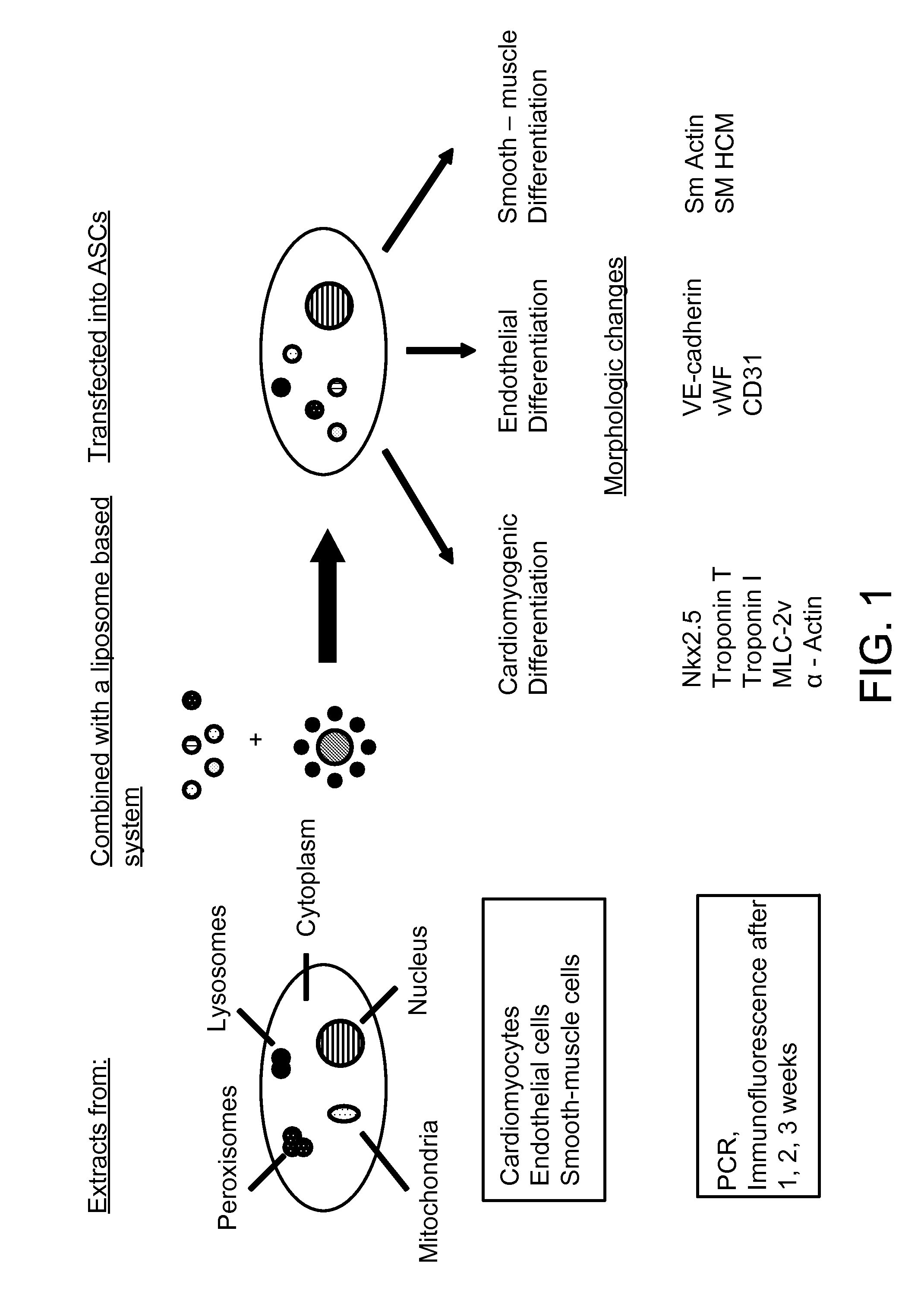 Liposome mediated delivery of lineage determining factors