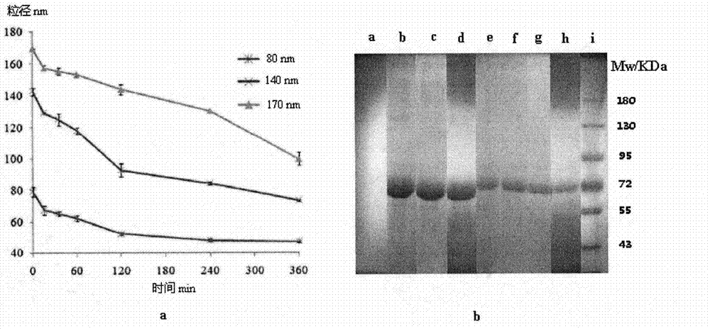 Method for preparing stable albumin nano-particles by virtue of thermal denaturation
