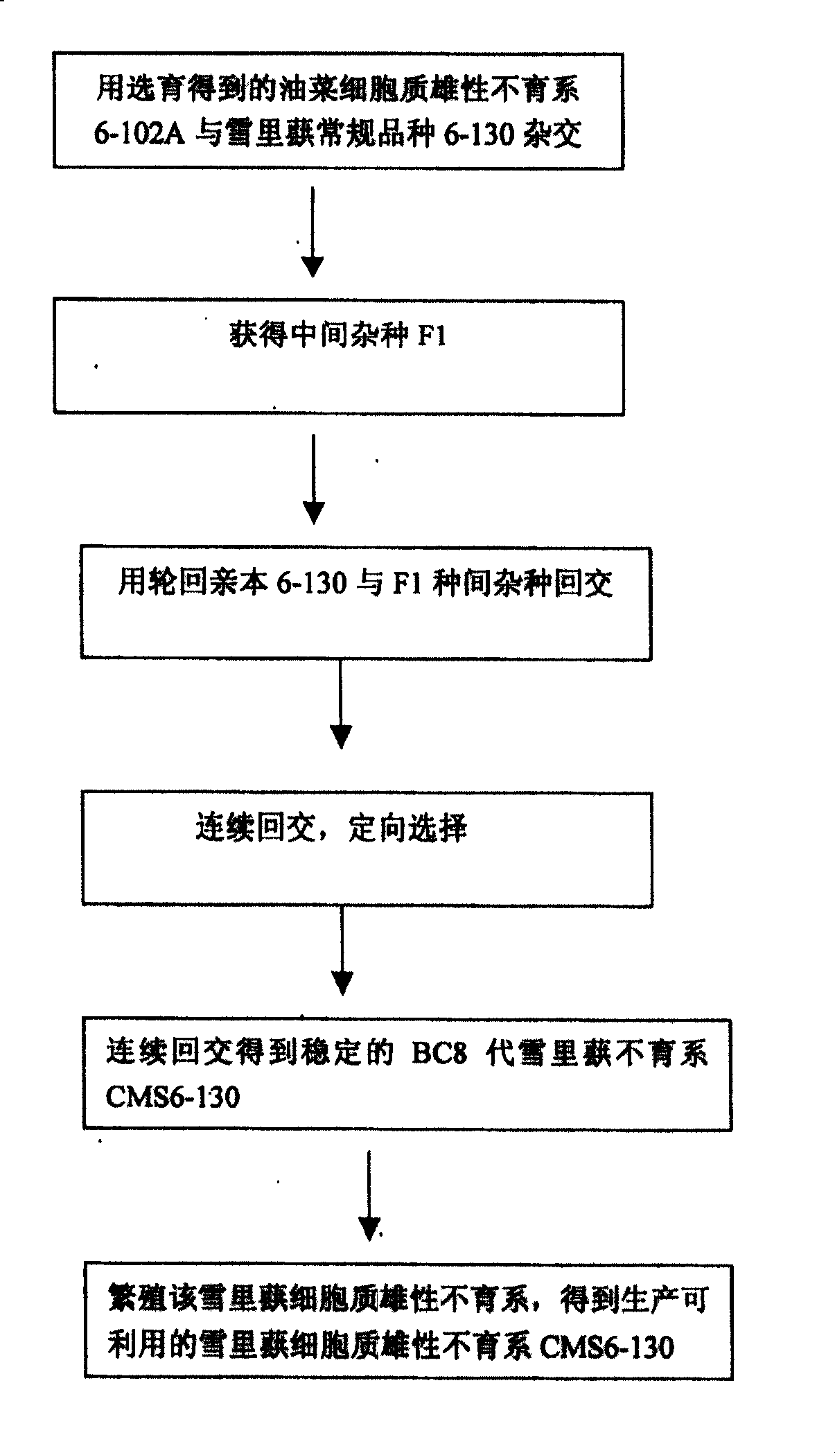 Selective breeding method for potherb mustard cytoplasm male sterile line