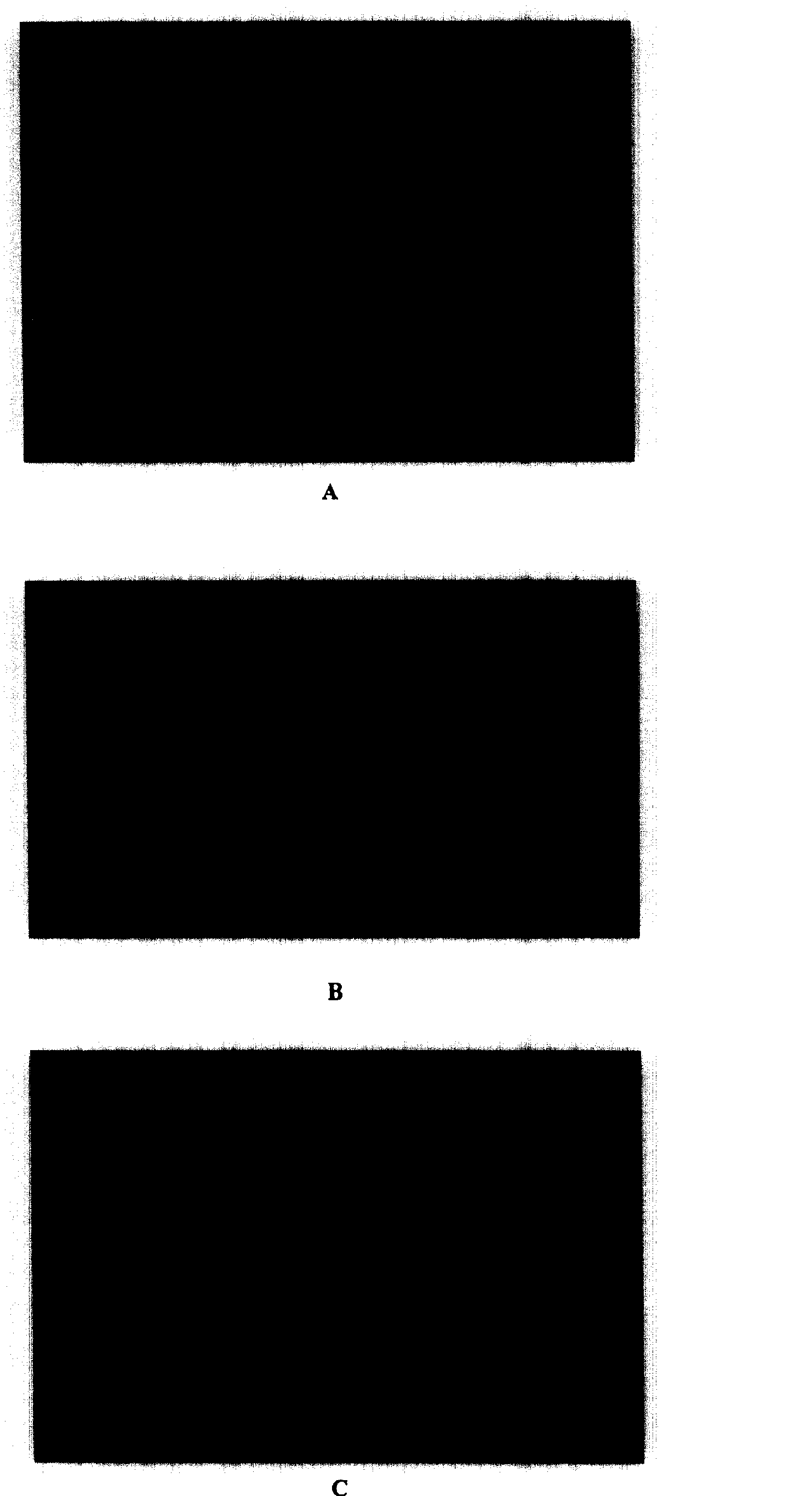 Selective breeding method for potherb mustard cytoplasm male sterile line