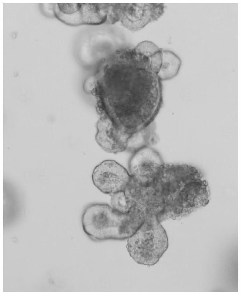 Low-cost mouse intestinal organ culture medium and culture method