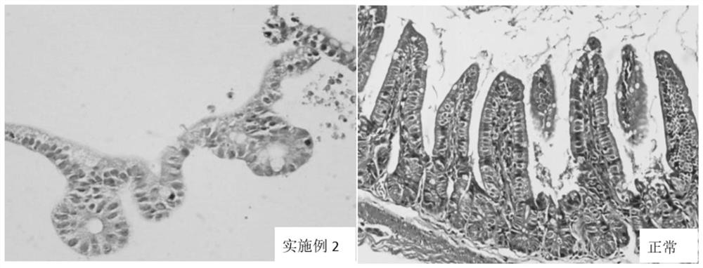 Low-cost mouse intestinal organ culture medium and culture method