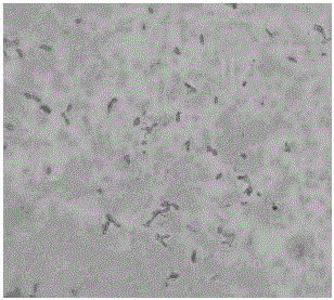 Methane-oxidizing bacteria separated from dairy cow feces and separation method thereof