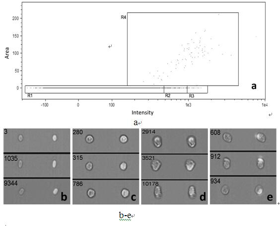 A method suitable for rapid classification and counting of fish blood cells and its application