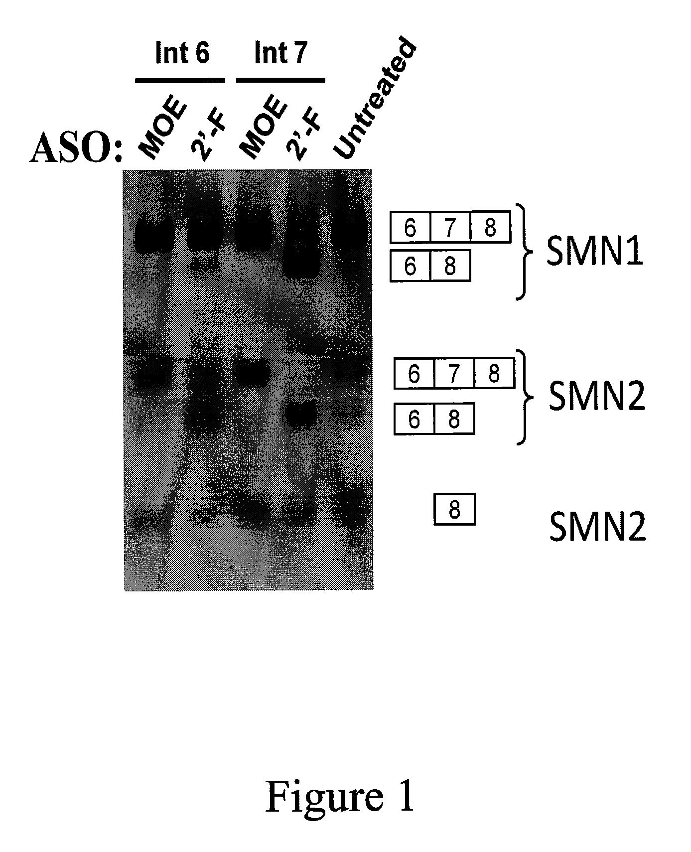 Compounds and methods for modulating interaction between proteins and target nucleic acids