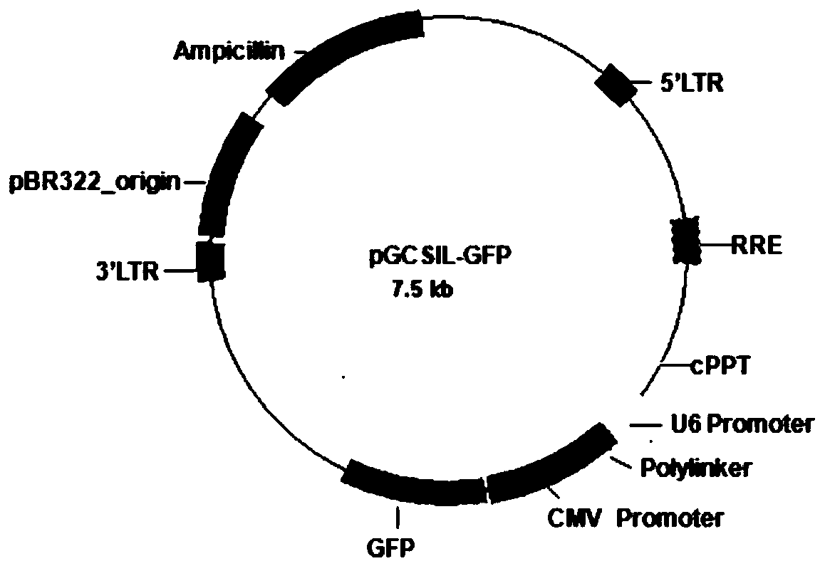 Application of human DGKZ gene and related drugs thereof