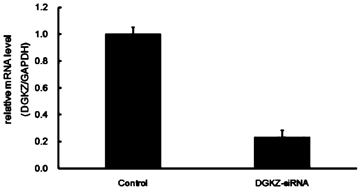 Application of human DGKZ gene and related drugs thereof