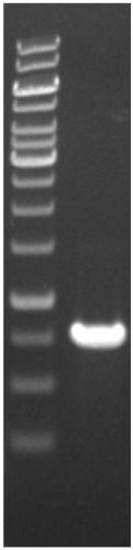 A method for producing extracellular ferulic acid esterase from Escherichia coli