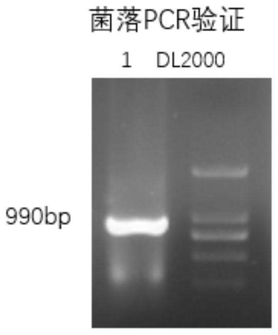 Expression vector of membrane protein YddG and expression and purification method of membrane protein YddG