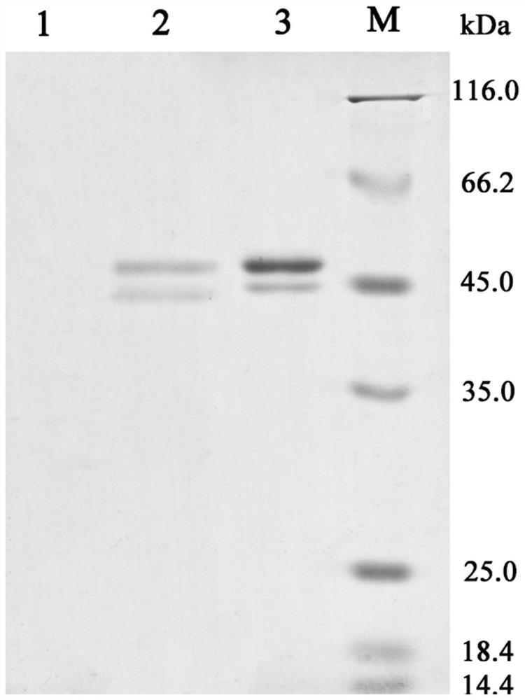 A kind of chitinase chit46 and its expression and purification method and application