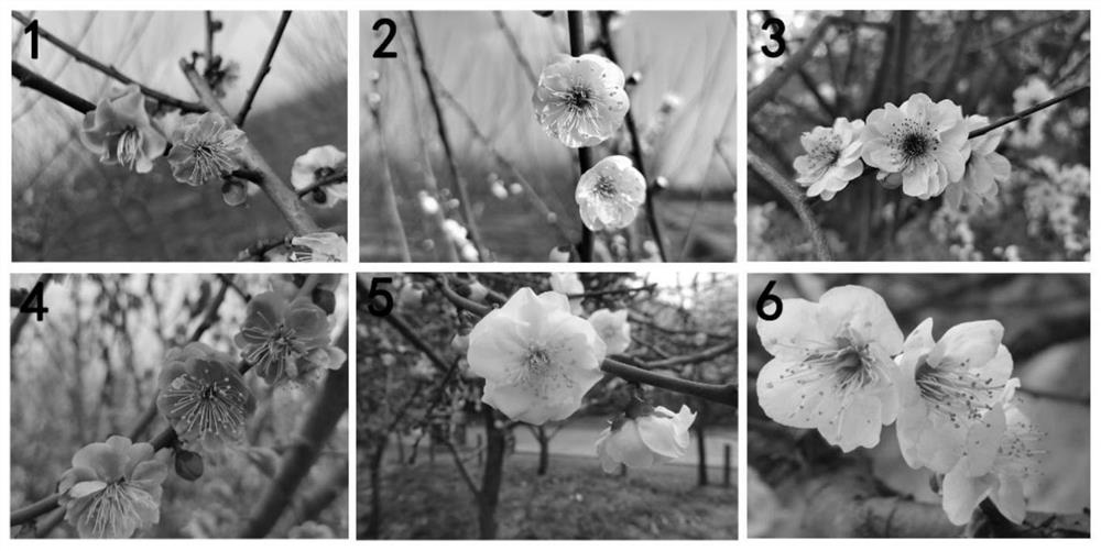 Screening method and application of reference genes in real-time fluorescent quantitative PCR (Polymerase Chain Reaction) analysis of plum blossom