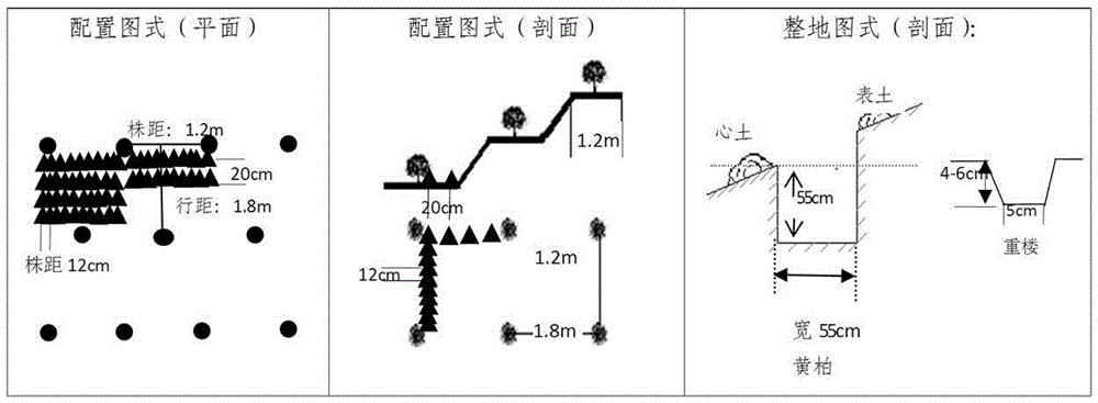 A three-dimensional cultivation method for interplanting Phellodendron barbatus