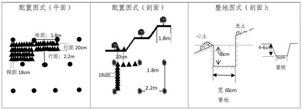 A three-dimensional cultivation method for interplanting Phellodendron barbatus