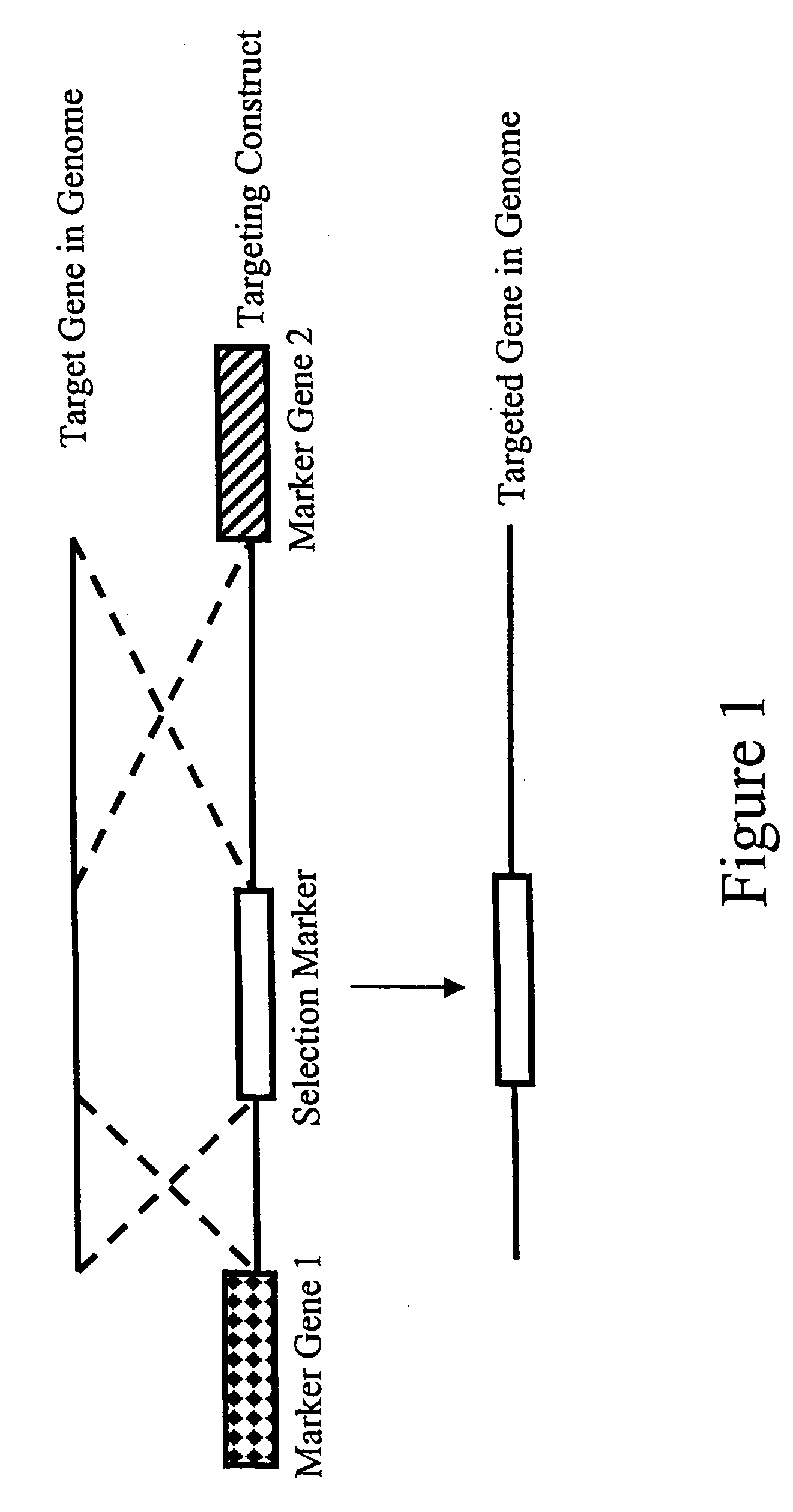 Methods and combinations for gene targeting by homologous recombination