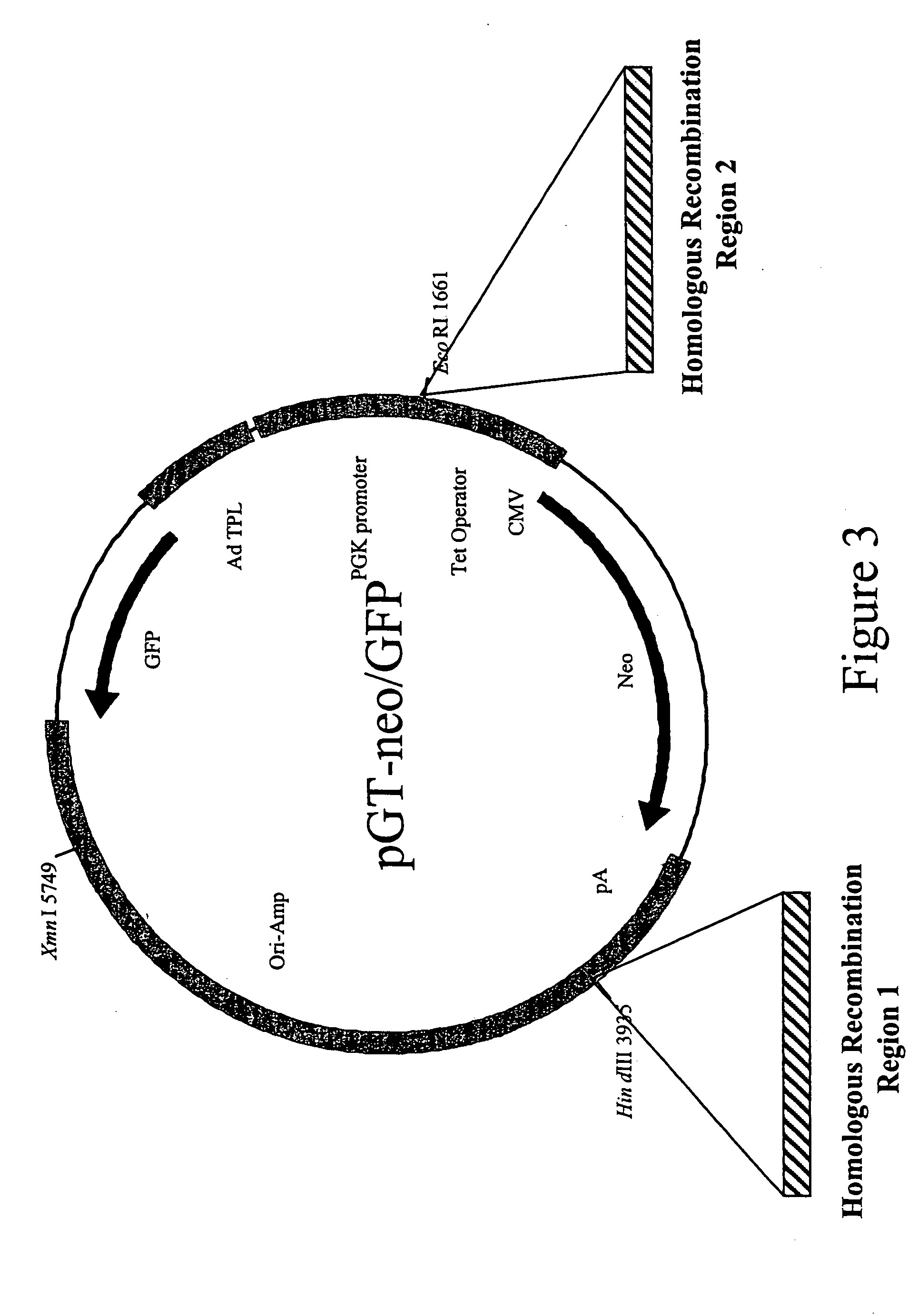 Methods and combinations for gene targeting by homologous recombination