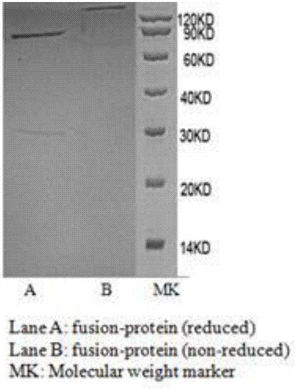 Fusion protein for restoring functions of exhaustion immune cells and application thereof