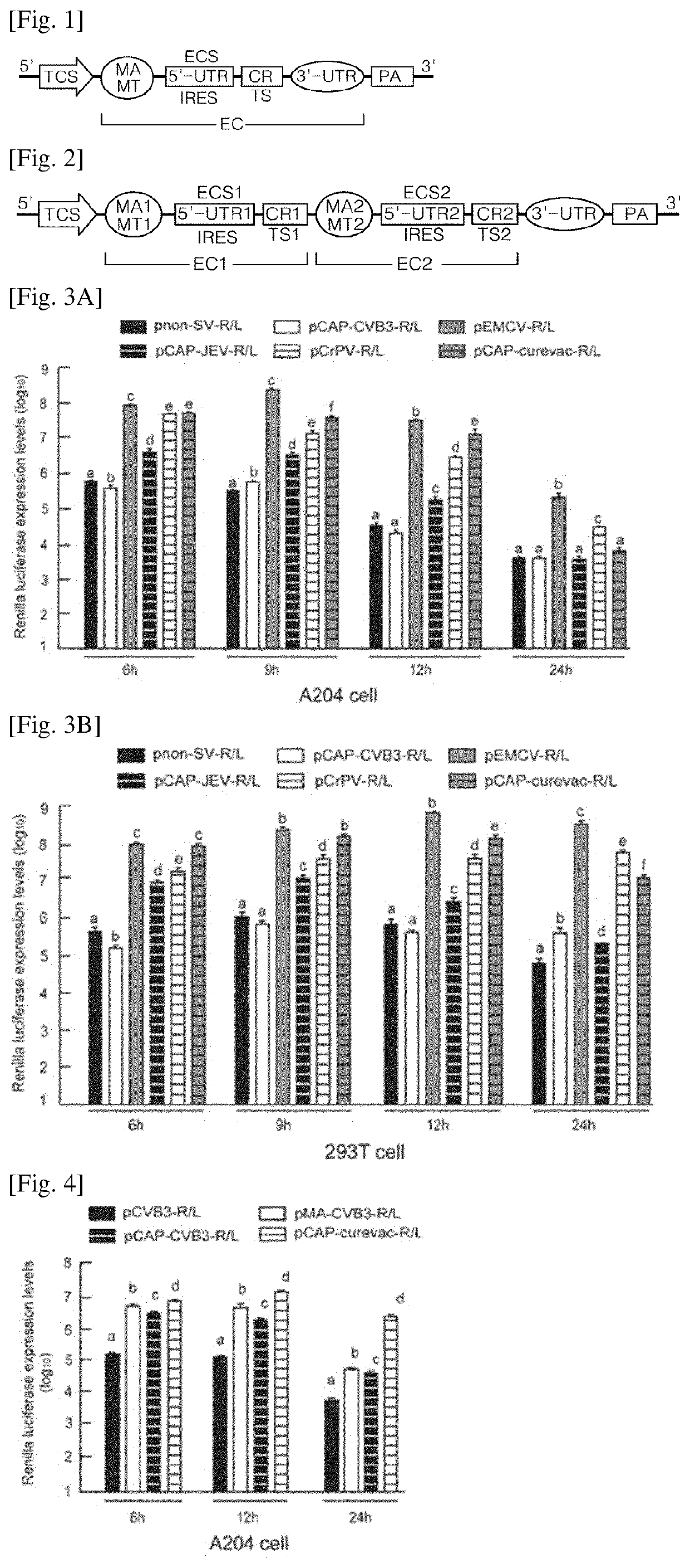 Nucleic acid molecules inserted expression regulation sequences, expression vector comprising nucleic acid moleclues and pharmaceutical use thereof