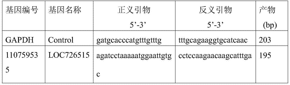 Method for detecting yield of royal jelly by using bee LOC726515 gene