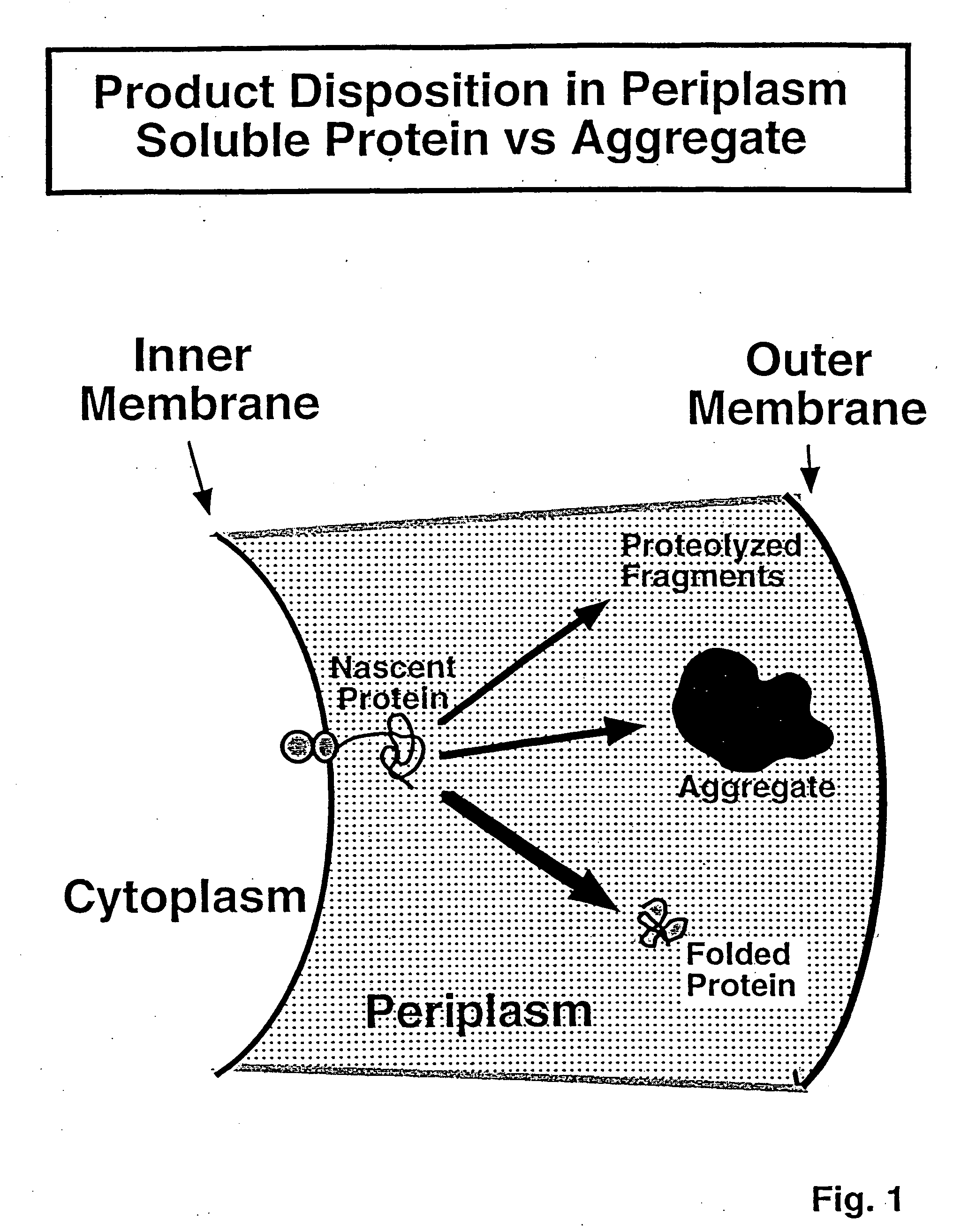 Process for bacterial production of polypeptides