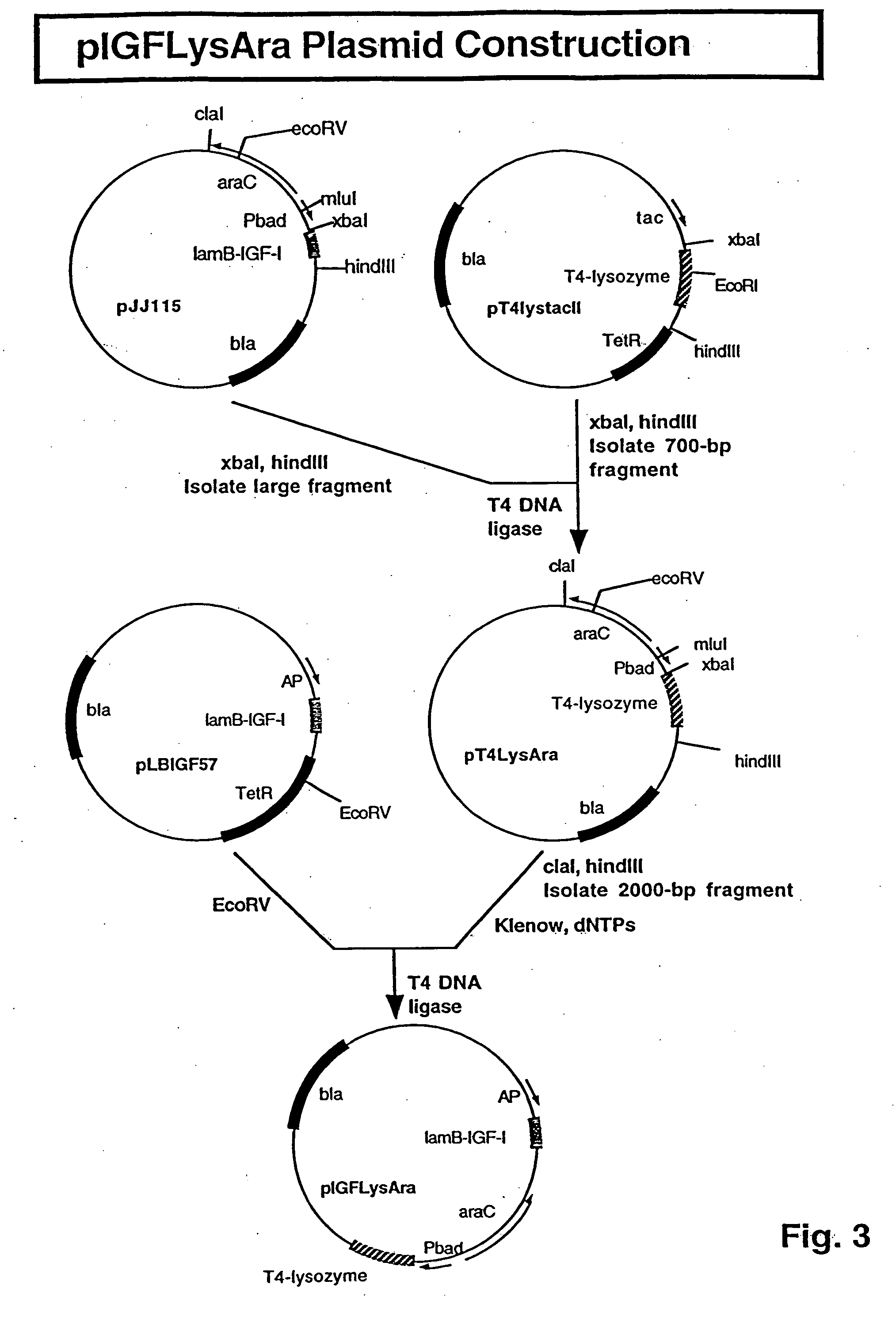 Process for bacterial production of polypeptides