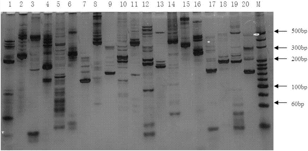 Mustard est‑ssr marker primer set developed based on transcriptome sequence
