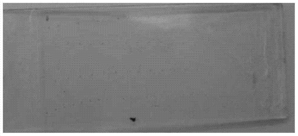 An Improved Grocott Hexamine Silver Staining Method and Its Application