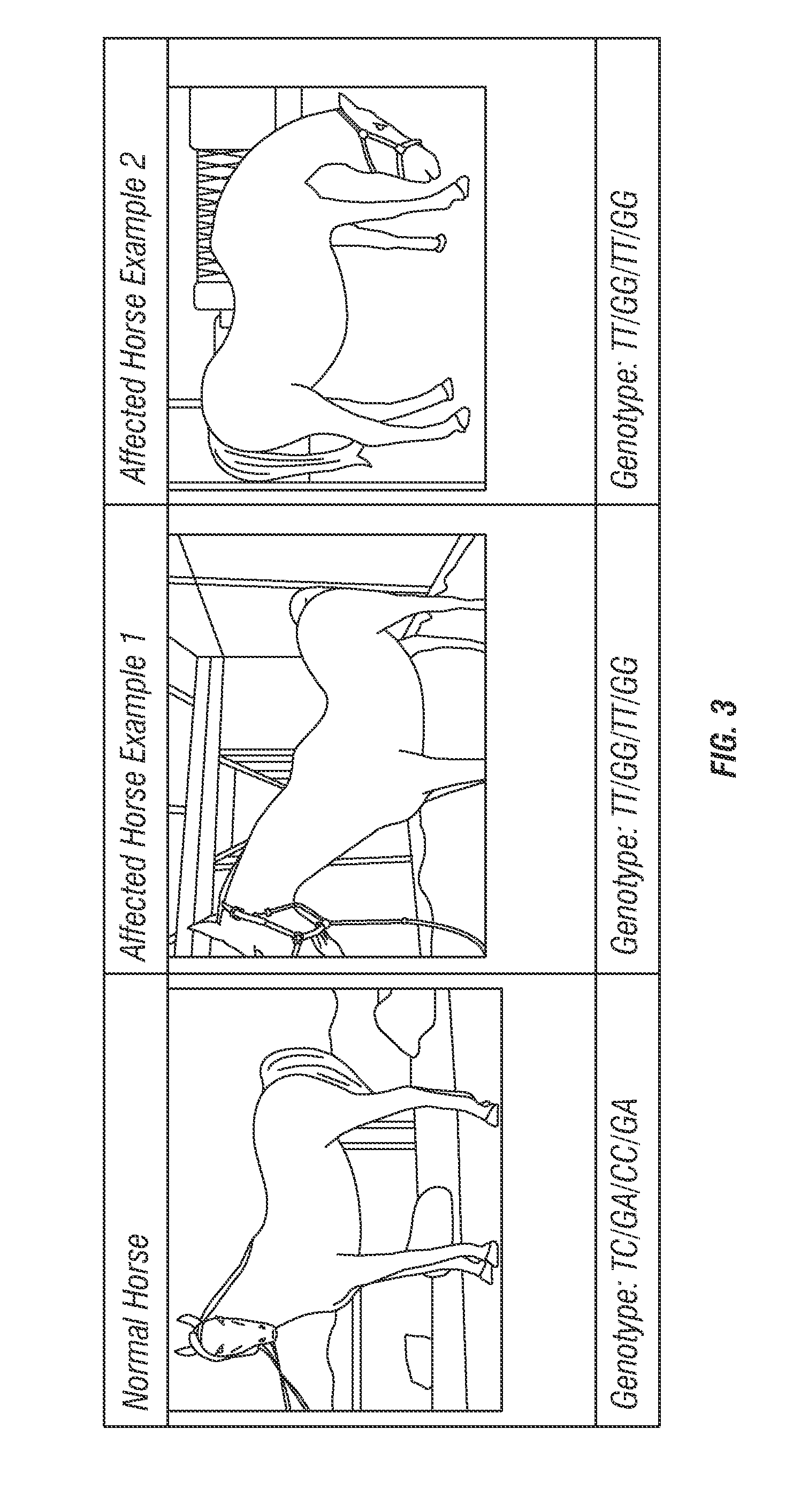 Method for Evaluating Health and Genetic Predisposition of Animals