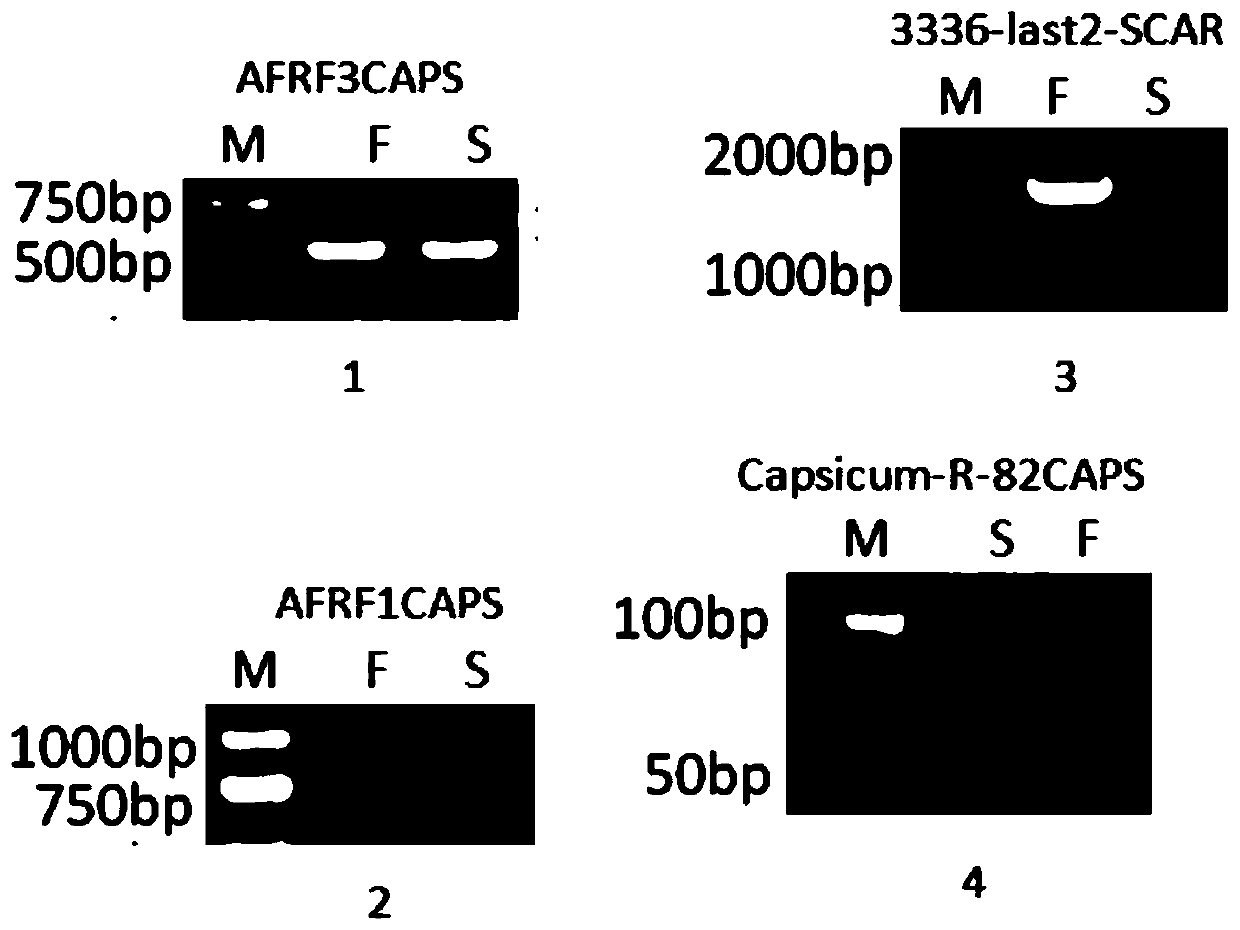 Method for simultaneously selecting and breeding pepper male sterile line and homozygous restorer gene line by using recovery gene linkage marker