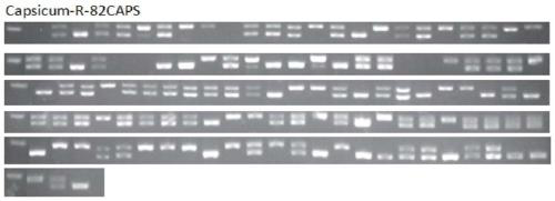 Method for simultaneously selecting and breeding pepper male sterile line and homozygous restorer gene line by using recovery gene linkage marker