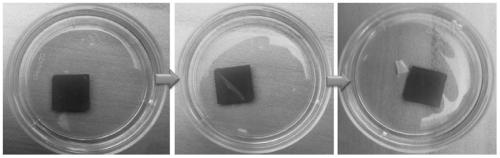 A method for obtaining in vitro cultured cells/cell thin layers by irradiation with visible light
