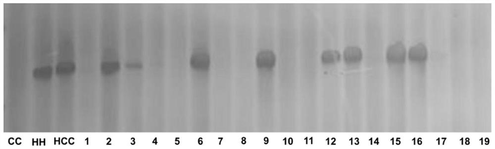 Methods for creating and identifying Cucumis sativus-Cucumis hystrix Chakr disomy additional line