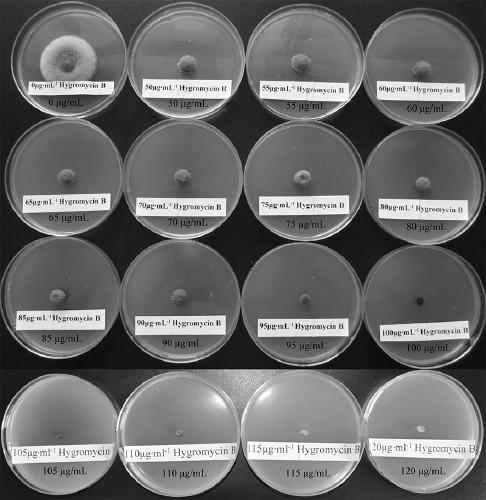 Agrobacterium tumefaciens-mediated genetic transformation method of corynespora cassiicola