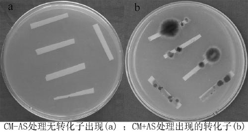 Agrobacterium tumefaciens-mediated genetic transformation method of corynespora cassiicola