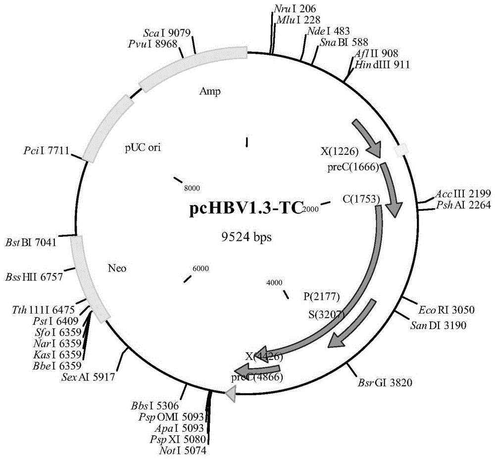 Hepatitis B virus gene eukaryotic expression vector encoding tc chimeric core protein and its construction method