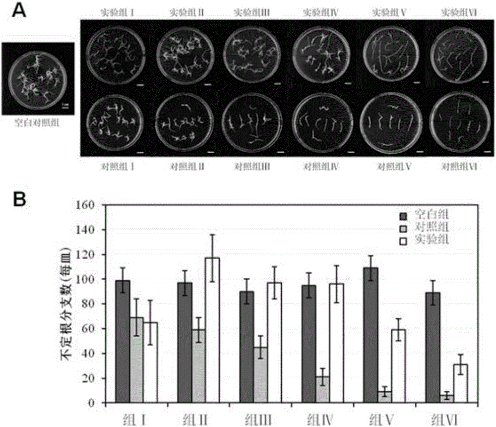 Ginsenoside mixtures and application of mixtures serving as plant growth regulators