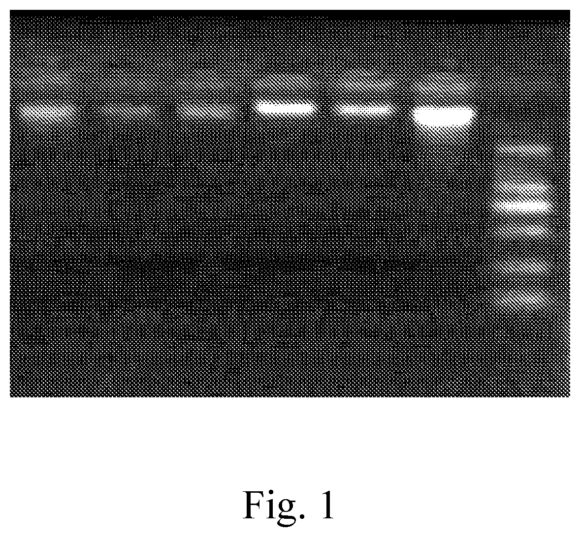Method for extracting total microbial DNA from milk