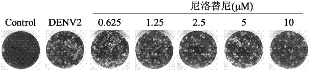 Nilotinib as medicine for treating dengue virus infection and pharmaceutical application thereof