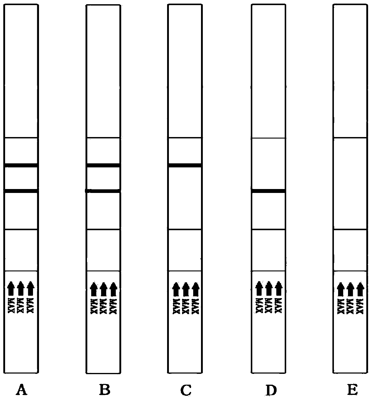 Famphur colloidal gold rapid test strip and preparation method thereof