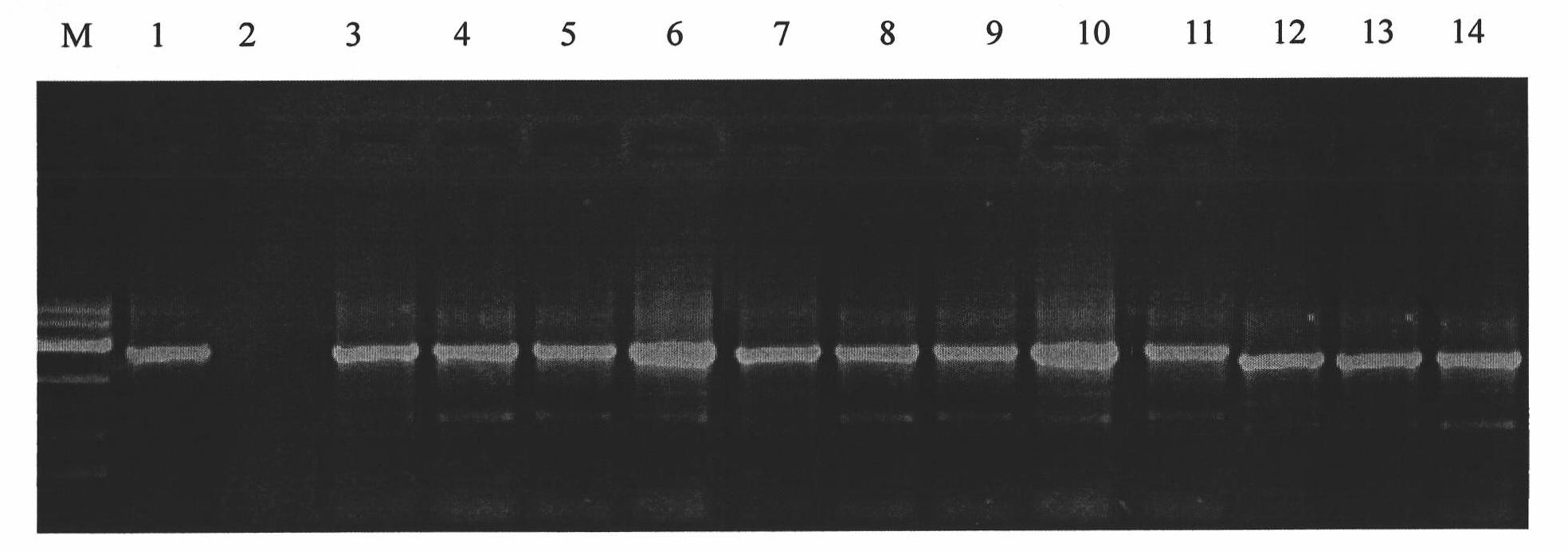 Chrysanthemum drought-tolerant gene and application thereof