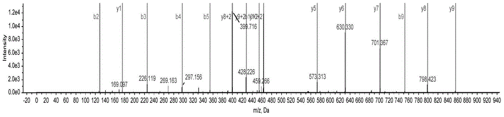 Method for identifying thelenota ananas by means of special peptide fragment group