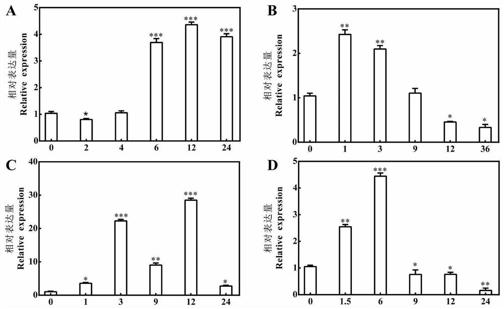 Pyrus betulaefolia salt-tolerant gene, protein, recombinant vector and application