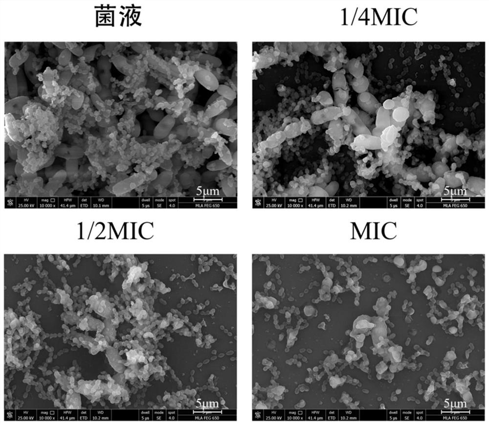 Application of an antibacterial traditional Chinese medicine component composition in killing biofilm