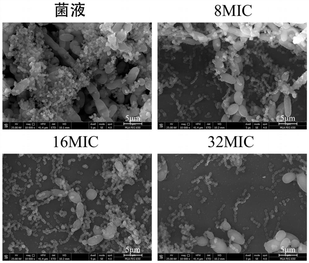 Application of an antibacterial traditional Chinese medicine component composition in killing biofilm