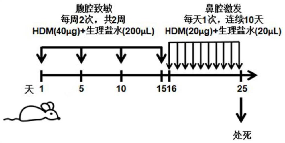 Application of miR-124-3p agonist to preparation of IL4R alpha protein expression inhibitor