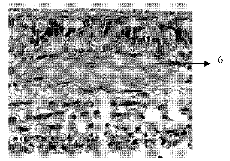 Method for slicing heavy leather blade paraffin