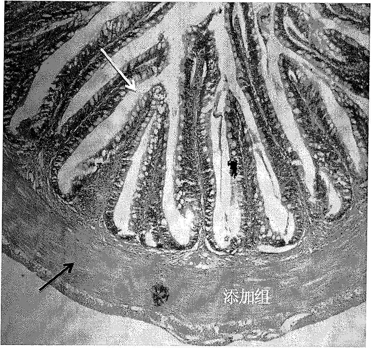 Aquatic product feed additive composition, preparation method and application thereof