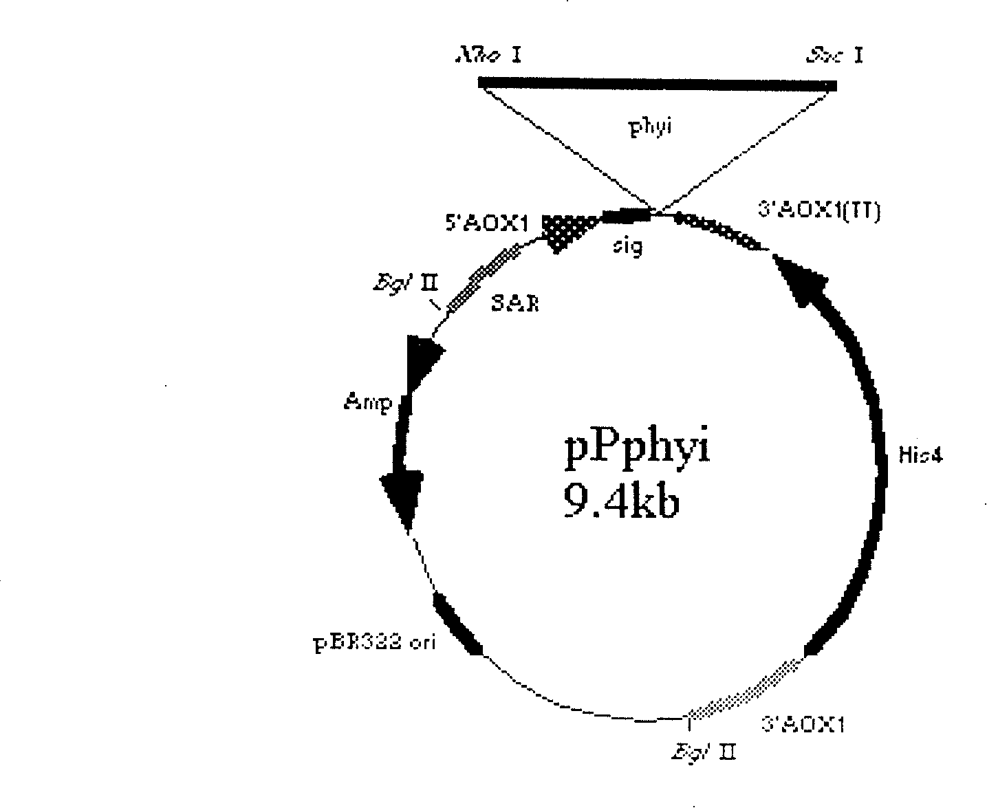 Yeast expression high specic activity phytase gene obtained using chemical synthesis and molecular evolution