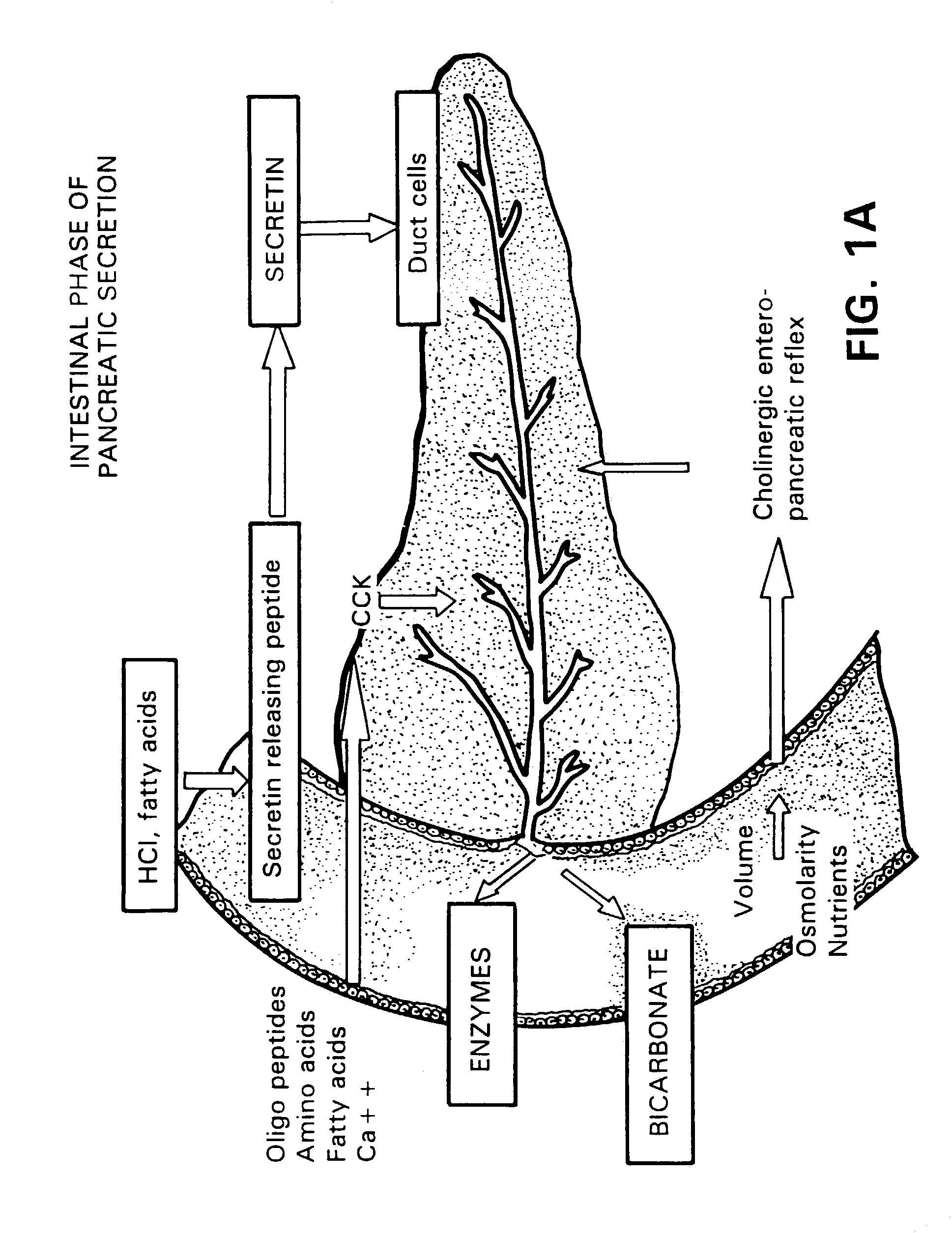 Method for assisting in differential diagnosis and treatment of autistic syndromes