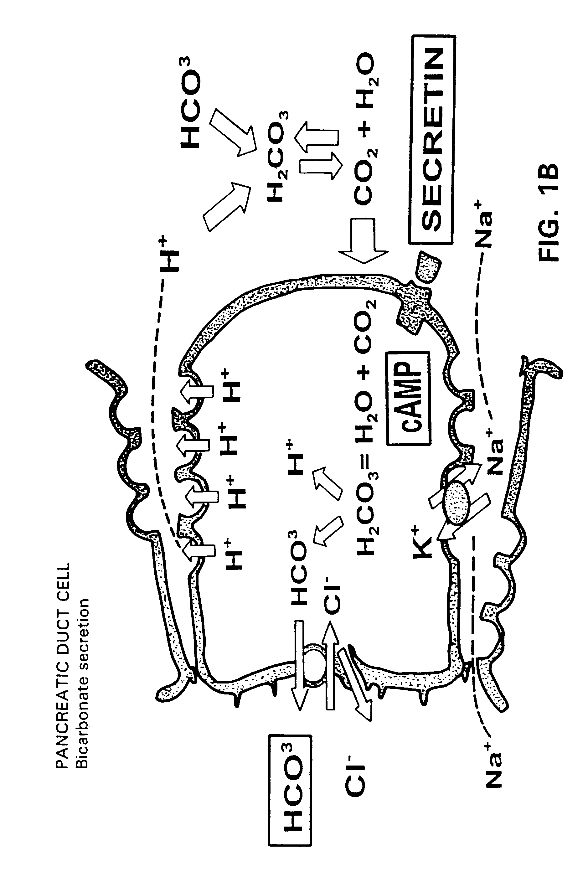 Method for assisting in differential diagnosis and treatment of autistic syndromes