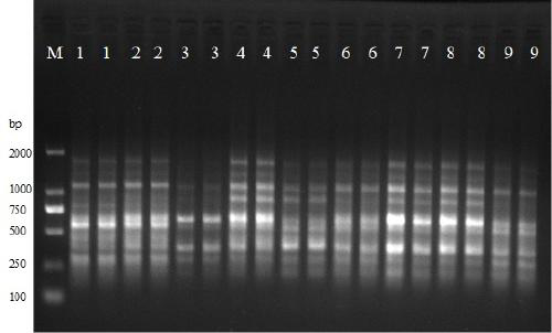 An ISSR-PCR molecular mark system for Carpinus oblongifolia (Hu) Hu et W. C. Cheng